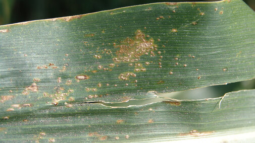 Southern rust on a corn leaf