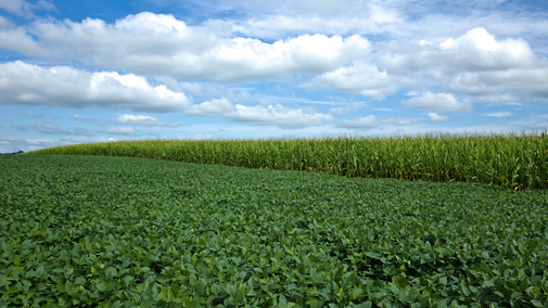 corn soybean fields