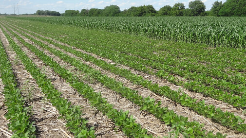 Corn and soybean fields at the Rogers Memorial Farm