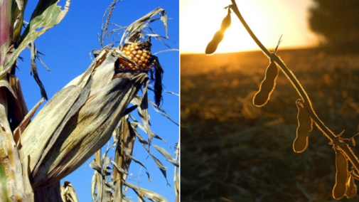 Mature corn and soybean at harvest time