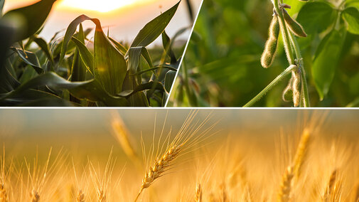 Collage of corn, soybean and wheat fields