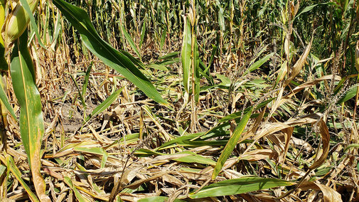Stalk lodging and rot have been evident in some fields since August, particularly parts of fields that experienced water ponding earlier.