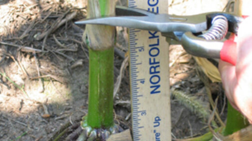 Taking the corn stalk nitrate test in the field