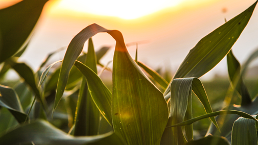 Corn field at sunset