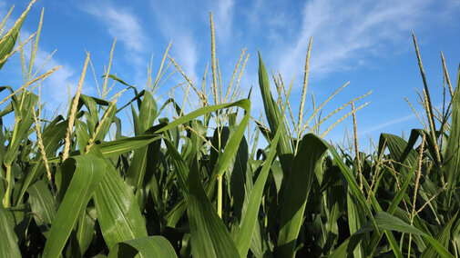 corn tassels on the top of the corn plant