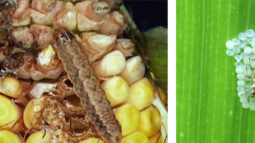 western bean cutworm in corn