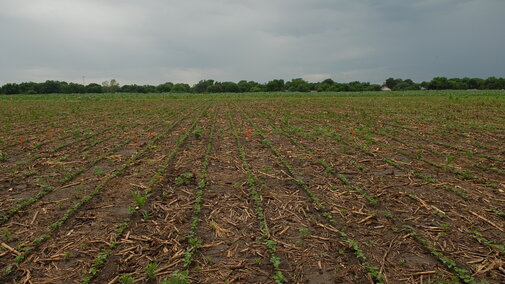 Weeds in corn