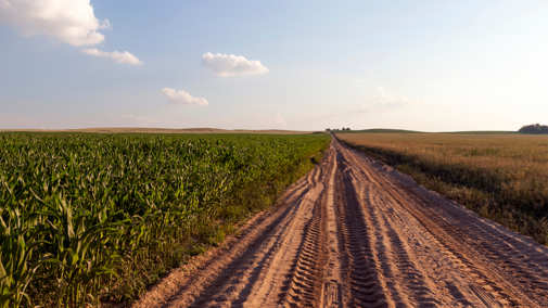 Dirt road between corn and wheat fields