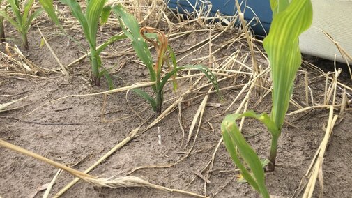 Corn damaged by wheat stem maggot
