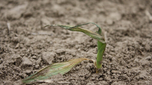 WInd-damaged corn plant