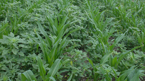 Palmer in corn
