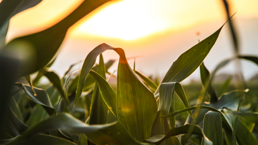 Corn field at sunset