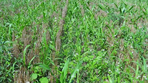 A diverse 14-way mix was planted into wheat stubble immediately after harvest to keep living roots in the field.  The cover crop is using sunlight and carbon dioxide to put energy and carbon into the soil to feed the soil biology.