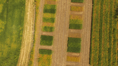 Figure 1. Cover crop trials were conducted in 2017-2018 at the UNL Havelock Research Farm near Lincoln to discover the impact of several practices on management of winter- and summer-annual weeds.