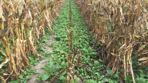 Cover crops planted in corn.