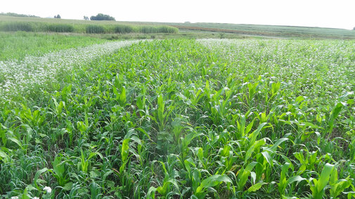 Cover crop field with mixed-species plantings