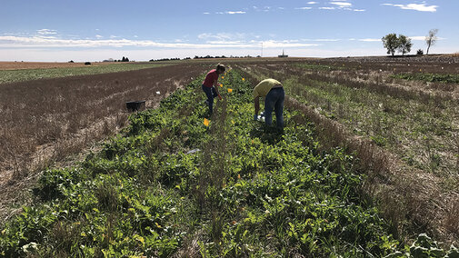 Students conducting cover crop research