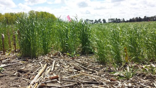 Figure 1. Early-planted rye on the left and late-planted rye on the right in a research study at the Eastern Nebraska Research and Extension Center near Mead.