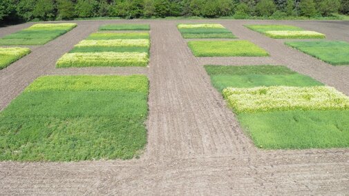 Cover crop research plots in 2017