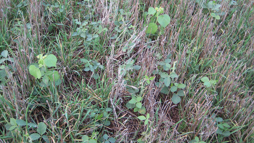 Cover crops and weeds in early spring 