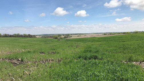 A field of cover crops