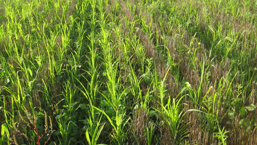 Field of cover crops