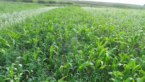 Cover crops in eastern Nebraska