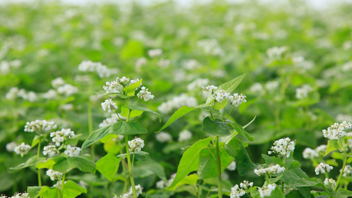 buckwheat field