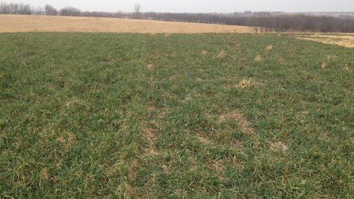 Rye cover crop in southeast Nebraska