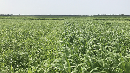 Field of cover crops