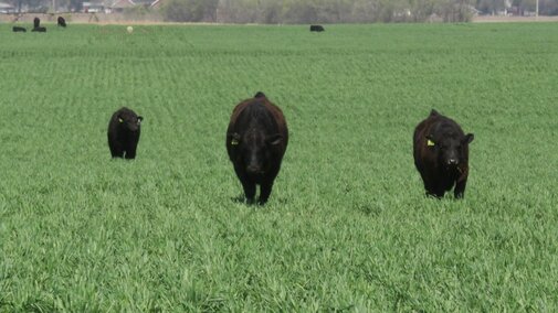 Cattle in a field