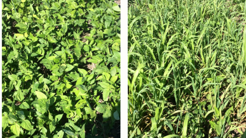cover crops