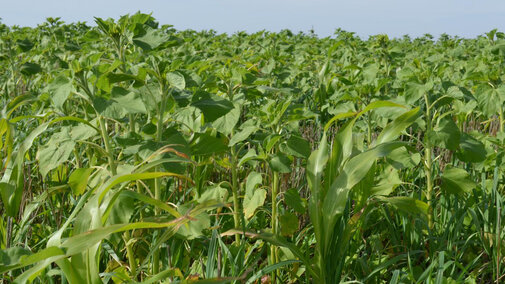 A field of cover crops