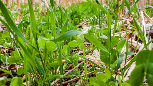 clover cover crop in corn residue