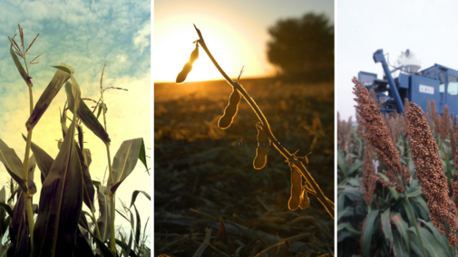 Composite photo of corn, soybean, and sorghum plants at harvest