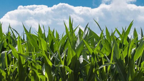 Corn field