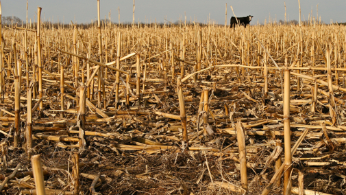 Cow grazes in corn residue