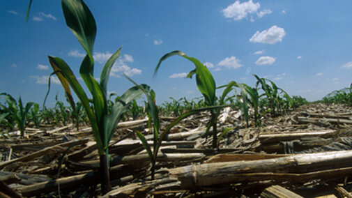 On flood-damged fields cover crops offer benefits as a soil cover and rebuilder as well as a source of forage.