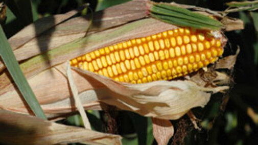 An ear of corn
