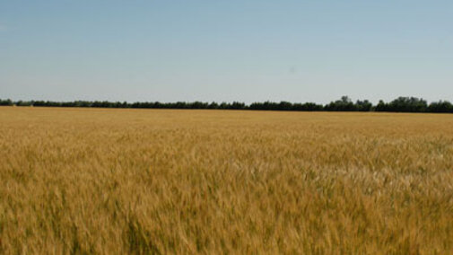 Winter wheat field