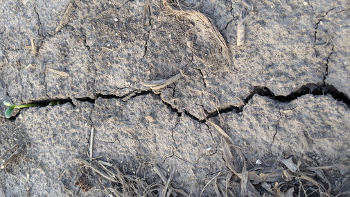 Figure 1. Soybean emerging from a crack in a heavily crusted field. (Photos by Jennifer Rees)