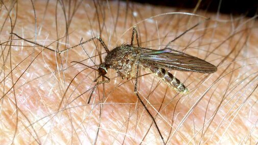 Culex mosquito