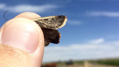 A cutworm moth captured in the field.