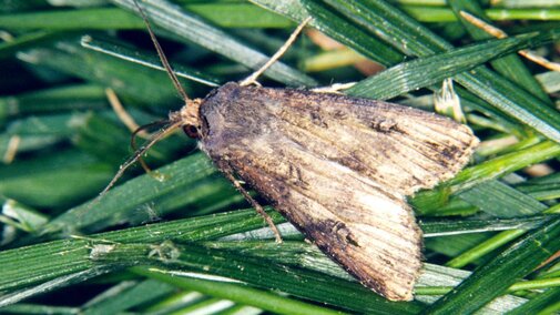 cutworm moth