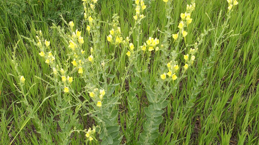 Dalmation Toadflax