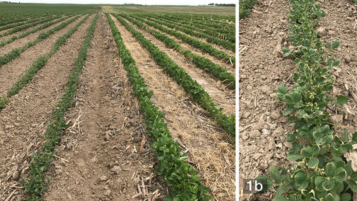 Dicamba injury