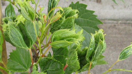 Dicamba injury to a grape plant