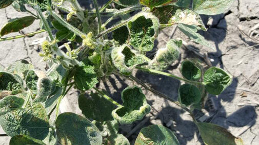 An eastern Nebraska field with dicamba injury.