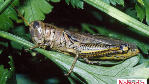 Differential grasshopper
