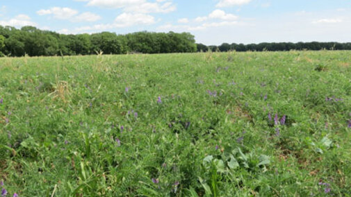 Field of diverse cover crops